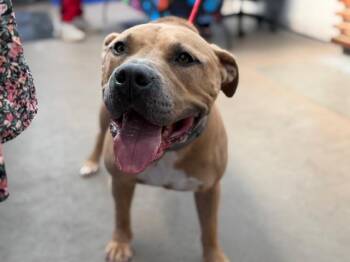 DIABLO -  Mixed Breed Dog Available for Adoption in Dallas, Texas - DIABLO | PetCurious