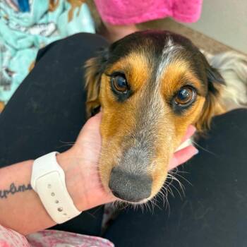 Ducky -  Dachshund and Mixed Breed Dog for Adoption in Washington, District Of Columbia - Ducky | PetCurious