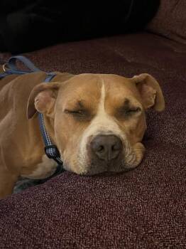 Rescue Pit Bull Terrier Dogs for Adoption in Arvada, Colorado - Nebbie | PetCurious