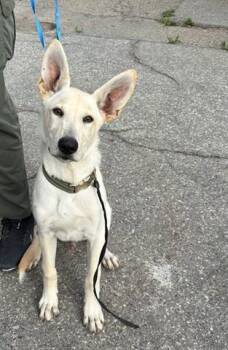 A068962 -  German Shepherd Dog and Mixed Breed Dog for Adoption in Santa Monica, California - A068962 | PetCurious
