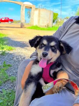 Australian Shepherd and Labrador Retriever Dogs Available for Adoption - Gracen | PetCurious