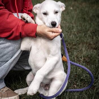 Siberian Husky and Mixed Breed Dogs Available for Adoption in Tomah, Wisconsin - Polar | PetCurious
