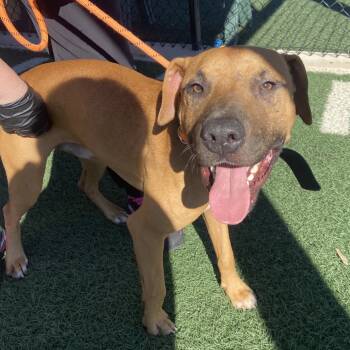 Rescue Boxer and Mixed Breed Dogs for Adoption in Abilene, Texas - Maddox AKA Tank | PetCurious