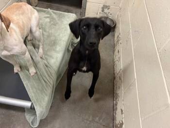 Labrador Retriever and Mixed Breed Dogs Available for Adoption - A377358 | PetCurious