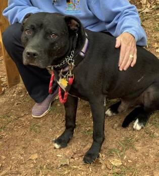 Rescue American Staffordshire Terrier Dogs for Adoption in Roswell, Georgia - Beau | PetCurious