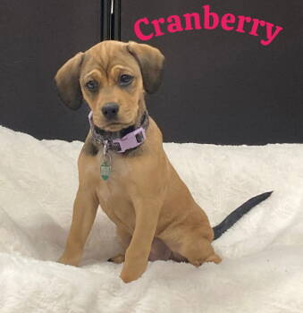 Rescue Hound Dogs for Adoption in Berwick, Pennsylvania - Cranberry | PetCurious