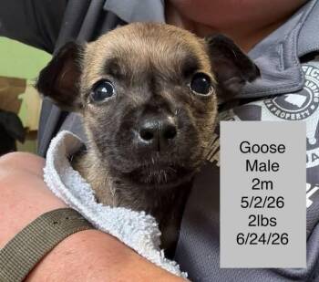 Goosey -  Terrier Dog for Adoption in Colorado Springs, Colorado - Goosey | PetCurious