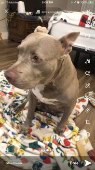 Rescue Pit Bull Terrier Dogs for Adoption in Chandler, Arizona - ELLA | PetCurious