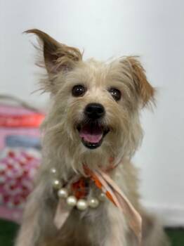 Sweet pea-One of our Amazing Rescue Dogs -  Yorkshire Terrier and Maltese Dog for Adoption in Carlsbad, California - Sweet Pea-One Of Our Amazing Rescue Dogs | PetCurious