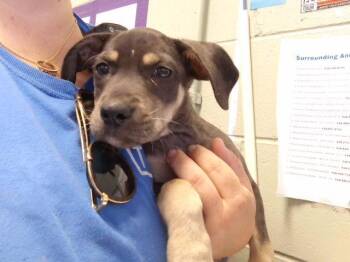 TAX FRAUD -  Black And Tan Coonhound and Mixed Breed Dog for Adoption in Tulsa, Oklahoma - TAX FRAUD | PetCurious