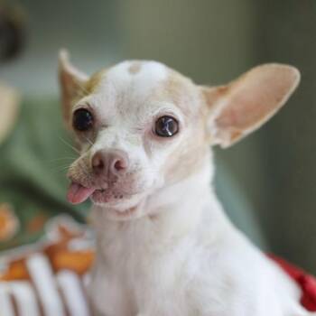 SIRIUS -  Chihuahua Dog for Adoption in San Antonio, Texas - SIRIUS | PetCurious