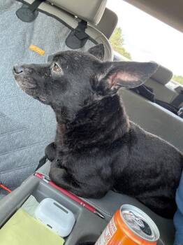 Grover -  Chihuahua Dog for Adoption in Dalton, Georgia - Grover | PetCurious