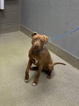 Pit Bull Terrier Dogs Available for Adoption in Las Vegas, Nevada - GINGER ROGERS | PetCurious