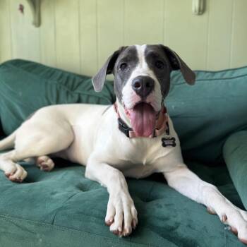 Lexi -  Pit Bull Terrier Dog for Adoption - Lexi | PetCurious