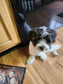 Joshua -  Shih Tzu Dog for Adoption - Joshua | PetCurious