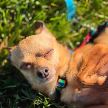 Chihuahua Dogs Available for Adoption in Quakertown, Pennsylvania - Bandit | PetCurious