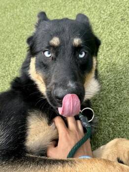 Cheese Brain -  Mixed Breed Dog for Adoption in Wichita, Kansas - Cheese Brain | PetCurious