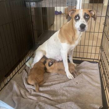 Mama Donna -  Shepherd and Mixed Breed Dog for Adoption in San Diego, California - Mama Donna | PetCurious