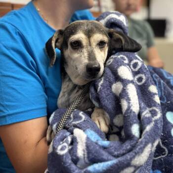 Mildred -  Beagle Dog for Adoption in Springboro, Ohio - Mildred | PetCurious