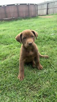SPONSOR OR FOSTER ME - Logan -  Labrador Retriever Dog for Adoption in Grafton, Wisconsin - SPONSOR OR FOSTER ME - Logan | PetCurious