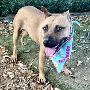 Pit Bull Terrier and Boxer Dogs Available for Adoption - Thin Mint | PetCurious