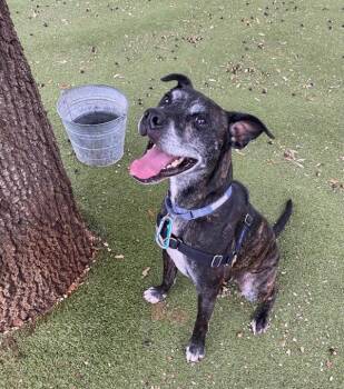 Boxer and Labrador Retriever Dogs Available for Adoption - Marshall | PetCurious