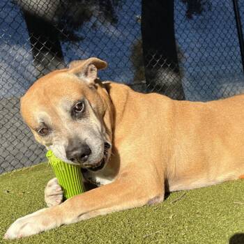 Mixed Breed Dogs Available for Adoption in Sarasota, Florida - Rusty | PetCurious