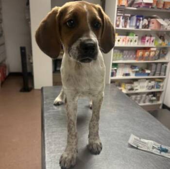 Beagle and Mixed Breed Dogs Available for Adoption in Morton Grove, Illinois - Bingo | PetCurious