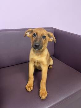 Hooligan in NH. Come Meet our Adoptable Dogs Wednesday-Saturday. -  Shepherd Dog for Adoption in Manchester, New Hampshire - Hooligan In NH. Come Meet Our Adoptable Dogs Wednesday-Saturday. | PetCurious