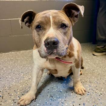 Pit Bull Terrier Dogs Available for Adoption in Tuscaloosa, Alabama - TUSC-Stray-83991 | PetCurious