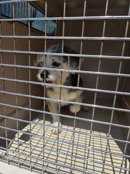 Mixed Breed Dogs Available for Adoption in Gallatin, Tennessee - Charlie | PetCurious
