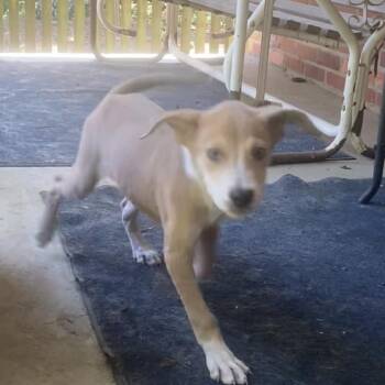 Mya -  Mixed Breed Dog for Adoption in Auburn, New Hampshire - Mya | PetCurious