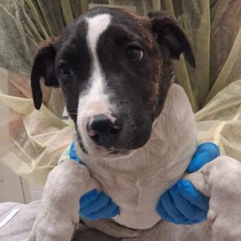 Please Let me Merge -  Mixed Breed Dog for Adoption in Murray, Utah - Please Let Me Merge | PetCurious