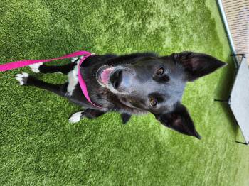 Australian Shepherd and Husky Dogs Available for Adoption in Liberty, Missouri - Freya | PetCurious