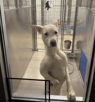 Pit Bull Terrier and Mixed Breed Dogs Available for Adoption in North Richland Hills, Texas - Cordelia | PetCurious