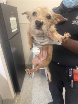Rescue Chihuahua Dogs for Adoption in Houston, Texas - A644330 | PetCurious