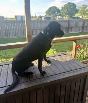 Labrador Retriever Dogs Available for Adoption in Sealy, Texas - Maverick | PetCurious