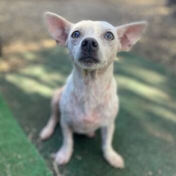 Rescue Chihuahua Dogs for Adoption in Escondido, California - Penny | PetCurious