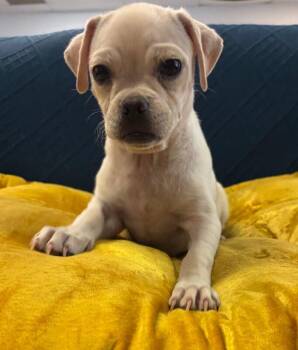 Juggle the Puggle -  Mixed Breed Dog for Adoption in Los Angeles, California - Juggle The Puggle | PetCurious