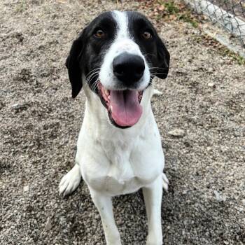 Pointer Dogs Available for Adoption - Birdy | PetCurious