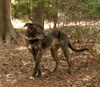 Herring -  Mixed Breed Dog Available for Adoption in Durham, North Carolina - Herring | PetCurious