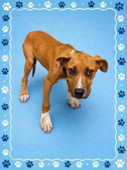 KYRIE -  Pit Bull Terrier Dog for Adoption - KYRIE | PetCurious