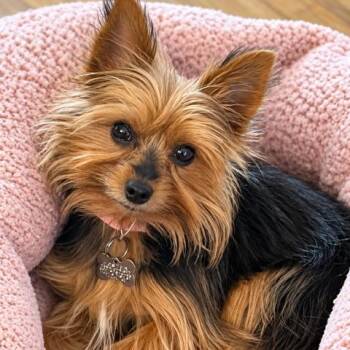 GEM -  Yorkshire Terrier Dog for Adoption in Marana, Arizona - GEM | PetCurious