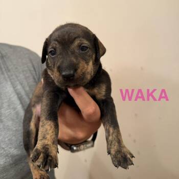 Waka -  Mixed Breed Dog for Adoption in Keaau, Hawaii - Waka | PetCurious