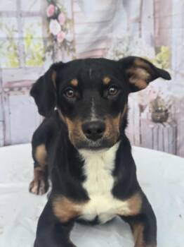 Hound and Beagle Dogs Available for Adoption - Flurry | PetCurious