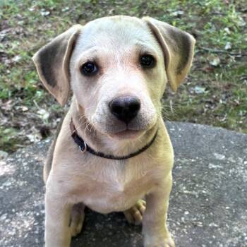 Nike -  Hound Dog for Adoption in Wake Forest, North Carolina - Nike | PetCurious