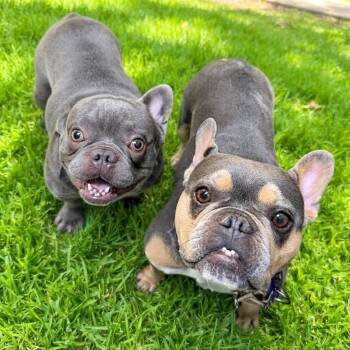 Minnie -  French Bulldog Dog for Adoption in Las Vegas, Nevada - Minnie | PetCurious