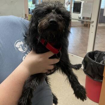 Scottish Terrier Dogs Available for Adoption in Gloucester, Virginia - Muppet | PetCurious