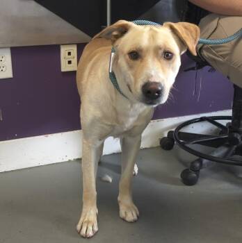 Happy -  Labrador Retriever Dog for Adoption in Salt Lake City, Utah - Happy | PetCurious