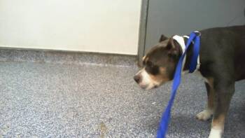 KING -  Pit Bull Terrier Dog for Adoption in Charlotte, North Carolina - KING | PetCurious